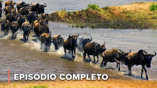 Emboscada de leões na travessia de gnus | Nômades do Serengeti 101