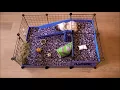The Best Guinea Pig Cage Kavee s No DIY C C Guinea Pig Cage