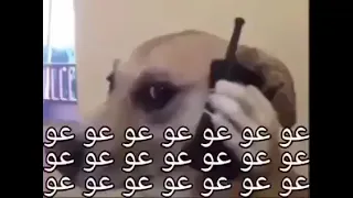 عو عو عو عو عو عو عو عو عو دندنها