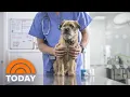 Pet insurance 101 What you should consider before buying