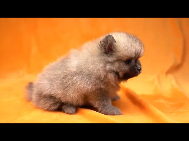 動画
