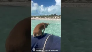 I’m a real good dog 🐶 #beachlife #fyp #boat #doglife
