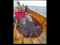 Download Lagu “The Ocean Is Full of Mysteries – Look at This! 👀🙆‍♂️”