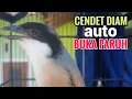 Download Lagu toet toet suara pancingan cendet gacor SUARA JERNIH paling di cari jadikan cendet diam IKUTAN bunyi