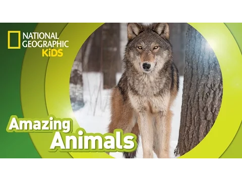 Download MP3 Gray Wolf 🐺 | Amazing Animals