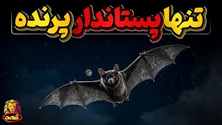 خفاش، تنها پرنده پستاندارنابینا دندنها