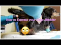 How to Express the Urinary Bladder