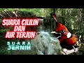 Download Lagu Masteran Cililin dan Suara Air Terjun // Terapi Burung Stres Dengan Air Terjun dan Cililin Gacor