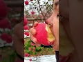 Download Lagu Very sweet apple - Eating apple at the farm