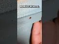 Bed Bugs in a HOTEL ROOM