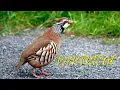 Download Lagu Partridge Sound | Suara Burung