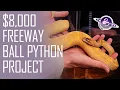 8K Freeway Ball Python Project