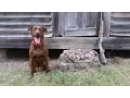 South Carolina Dove Season Opener