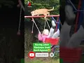 Lagu Kucing Jatuh Dari Atas Ayunan, Menimpa Anak Kecil Yg Sedang Ayunan #limachanel #shorts #kucing #lucu