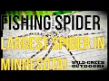 LARGEST SPIDER NATIVE TO MINNESOTA THE FISHING SPIDER