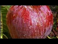 San Pablo red custard apple annona