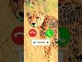Download Lagu Cheetah purring ringtone notification ringtone message ringtone Instagram ringtone #cheetah_ringtone