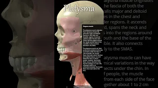 Platysma muscle overview