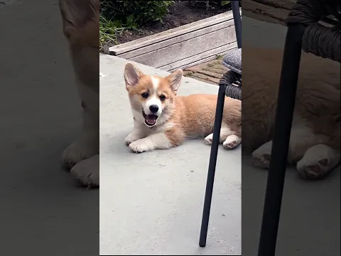 cute corgi puppy dog barking and playing #dog #corgi #cutedog #barking #pets #cuteanimals #shorts
