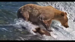 910 s cub slips off the falls High and Low cams - Explore org July 27 2022