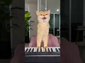 Download Lagu Nika ate all my fish🥲 #cat #cats