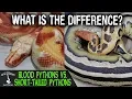 BLOOD PYTHONS VS SHORT-TAILED PYTHONS what s the difference