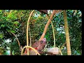 Download Lagu Suara burung tekukur memanggil teman durasi panjang, suara master tekukur