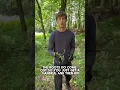 How to remove Japanese Stiltgrass