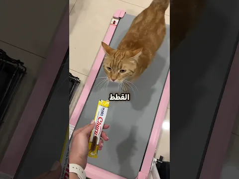 هكذا يُنقصون وزن القطط البدينة بطريقة عبقرية! 😳🐱
