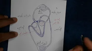 افهم الدورة الدموية فى 10 دقايق  افهم الدورة الدموية فى 10 دقايق