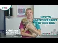 How To Apply Eye Drops To Your Dog PDSA Petwise Pet Health Hub