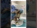 Download Lagu Does this make me the god father ? #wholesome  #animals