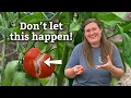 Why tomatoes split 3 simple solutions to PREVENT it