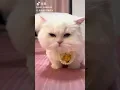 Download Lagu A Xiaomaomi acts coquettishly as soon as she shouts. Cute pet. Cat vlog. Cute cat. There is a cu
