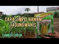 Download Lagu Cara menanam jagung manis.