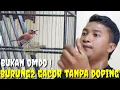 Download Lagu BUKAN OMONG DOANG !  BURUNG2 GACORAN GAK PAKE LAMA \u0026 NO DOPING