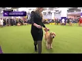 Download Lagu Retrievers (Golden) | Breed Judging 2025