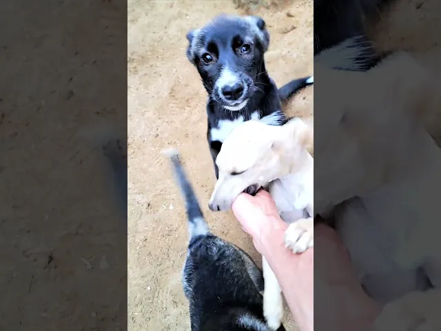 動画