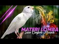 Download Lagu MASTERAN KENARI CENGKOK ISIAN MEWAH - SUARA KENARI ISIAN CIBLEK PRENJAK GLATIK