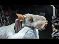 Hammer-Headed Bat Does This Creature Exist