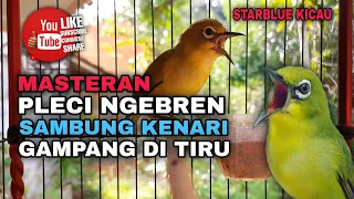 masteran pleci ngebren sambung kenari panjang cocok buat dakbal banyuwangi dll