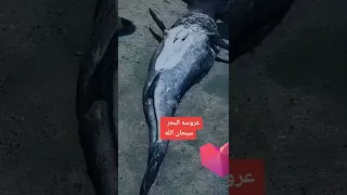 عروس البحر  عروس البحر