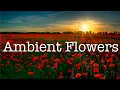 Download Lagu Ambient Flowers, July 5  2025