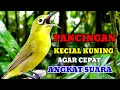 PANCINGAN KECIAL KUNING AGAR CEPAT ANGKAT SUARA @KecialKuningGacor 