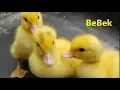 Download Lagu Lagu Anak Indonesia Populer - Bebek bebekku Lagu Indonesia Populer I Lagu Anak Anak
