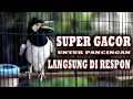Download Lagu JALAK SUREN ISIAN INI PASTI MAKIN BIKIN GACOR JALAK SUREN ANDA #jalaksuren