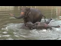 Download Lagu Baby Elephant And Parents Make A Happy Noise While In The River - ElephantNews