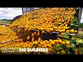 Why Florida Oranges Had The Worst Harvest Since World War II | Big Business | Insider Business