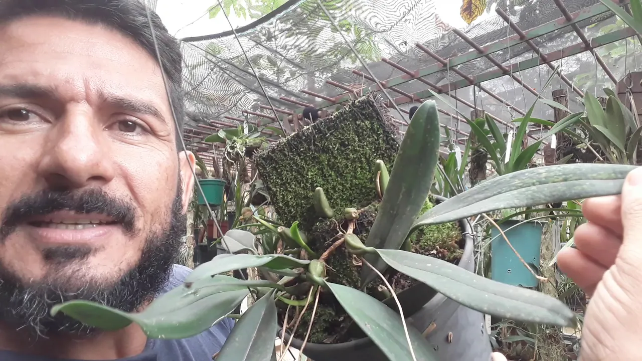 KIT DEFENSIVO CONTRA ÁCAROS PARA ORQUÍDEAS