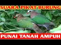 Download Lagu Suara pikat burung punai tanah